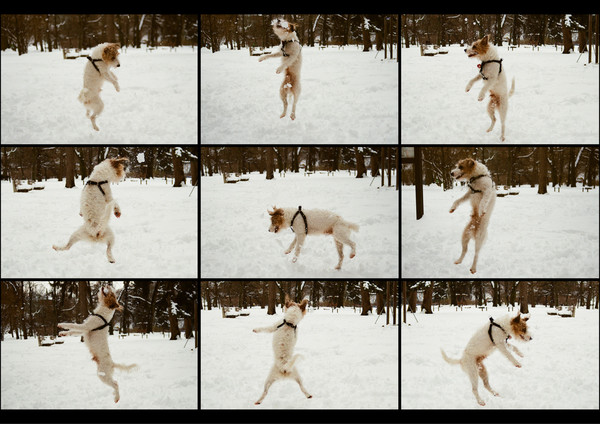 Ján Šipöcz, Lietajúci pes, 2011