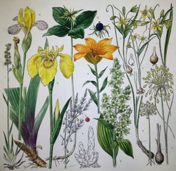 Nature of Your Childhood. Flora and Fauna in Illustrations of Jindřich Krejča